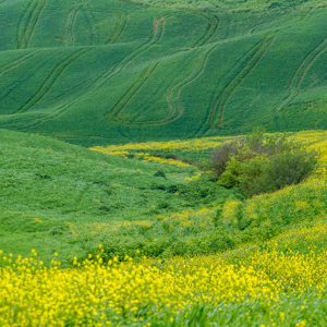 2013-04-28 - Gele bloemenzee en tractorsporen<br/>Val d'Orcia - Pienza - Italië<br/>Canon EOS 7D - 180 mm - f/8.0, 1/320 sec, ISO 400