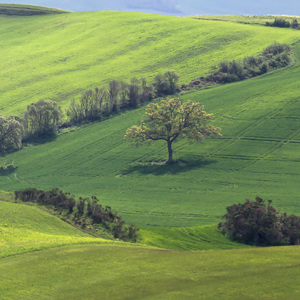 2013-04-28 - Bomen en gras<br/>Val d'Orcia - San Quirico d’ Orcia - Italië<br/>Canon EOS 7D - 400 mm - f/5.6, 1/1600 sec, ISO 400