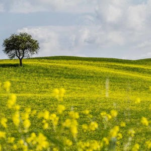 2013-04-28 - Voorjaar in panorama formaat<br/>Val d'Orcia - San Quirico d’ Orcia - Italië<br/>Canon EOS 7D - 100 mm - f/8.0, 1/500 sec, ISO 200