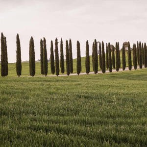 2013-04-28 - Typisch Toscaanse oprijlaan met cipressen<br/>Val d'Orcia - Pienza - Italië<br/>Canon EOS 7D - 32 mm - f/8.0, 0.01 sec, ISO 400