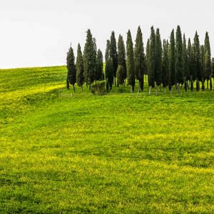 2013-04-29 - Het bekende beeld van het Toscaanse landschap<br/>Val d'Orcia - Torrenieri - Italië<br/>Canon EOS 7D - 40 mm - f/8.0, 1/200 sec, ISO 400