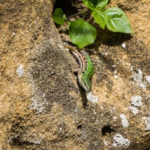 2013-04-29 - Groene zandhagedis<br/>Val d'Orcia - Pienza - Italië<br/>Canon EOS 7D - 400 mm - f/8.0, 1/500 sec, ISO 200