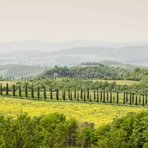 2013-04-30 - Met al die cipressen kan dit maar in één land zijn<br/>Taverne d'Arbia - Italië<br/>Canon EOS 7D - 102 mm - f/11.0, 1/60 sec, ISO 200