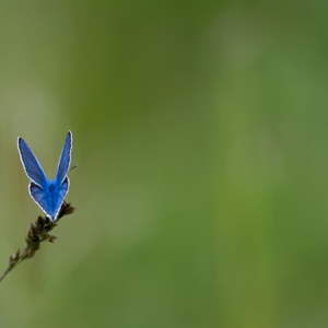 2013-05-01 - Blauwtje<br/>Rondwandeling - Tuoro sur Trasimeno - Italië<br/>Canon EOS 7D - 400 mm - f/5.6, 1/1000 sec, ISO 200