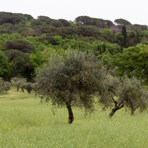 2013-05-01 - Olijfbomen<br/>Rondwandeling - Tuoro sur Trasimeno - Italië<br/>Canon EOS 7D - 40 mm - f/4.0, 1/400 sec, ISO 200