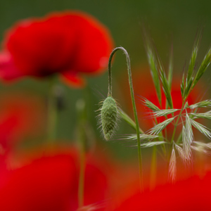 2013-05-01 - Klaproos in wording<br/>Rondwandeling - Tuoro sur Trasimeno - Italië<br/>Canon EOS 7D - 250 mm - f/5.0, 1/500 sec, ISO 200