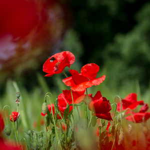 2013-05-04 - Bij bij een klaproos<br/>Panicale - Italië<br/>Canon EOS 7D - 100 mm - f/5.6, 1/640 sec, ISO 200