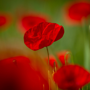 2013-05-04 - Klaprozen<br/>Panicale - Italië<br/>Canon EOS 7D - 400 mm - f/5.6, 1/1000 sec, ISO 200