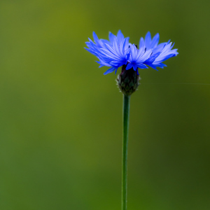 2013-05-04 - Korenbloem<br/>Panicale - Italië<br/>Canon EOS 7D - 360 mm - f/5.6, 1/500 sec, ISO 200