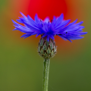 2013-05-04 - Korenbloem voor een klaproos<br/>Panicale - Italië<br/>Canon EOS 7D - 100 mm - f/2.8, 1/640 sec, ISO 200