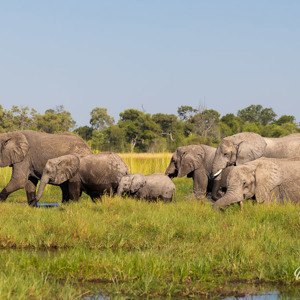 2024-05-02 - Ze hadden weinig aandacht voor ons, een goed teken<br/>Moremi Game Reserve - Kwai (Okavango Delta) - Botswana<br/>Canon EOS R6m2 - 142 mm - f/7.1, 1/250 sec, ISO 100