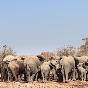 2007-08-21 - Modderbad-orgie<br/>Etosha NP - Namibie<br/>Canon EOS 30D - 120 mm - f/8.0, 1/640 sec, ISO 200