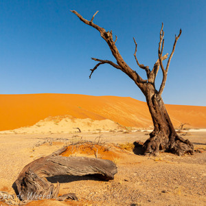 2007-08-10 - De dode bomen zijn bijzondere onderwerpen<br/>Sossusvlei - Hiddenvlei - Sesriem - Namibie<br/>Canon EOS 30D - 11 mm - f/22.0, 0.01 sec, ISO 200