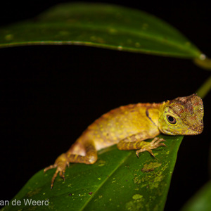 2009-08-21 - Hagedis (of is het een kameleon) tijdens de avondwandeling<br/>Borneo Rainforest Lodge - Danum Valley - Maleisië<br/>Canon EOS 50D - 85 mm - f/5.0, 1/60 sec, ISO 400