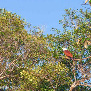 2009-08-19 - Brahmaanse Wouw (Haliastur indus, Brahminy Kite)<br/>Kinabatangan rivier - Sukua - Maleisië<br/>Canon EOS 50D - 400 mm - f/6.3, 1/800 sec, ISO 400