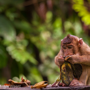 2009-08-17 - De laatste restjes uit de schil<br/>Sepilok Orang-utan Rehabilitatio - Sandakan - Maleisië<br/>Canon EOS 50D - 400 mm - f/5.6, 1/640 sec, ISO 1600