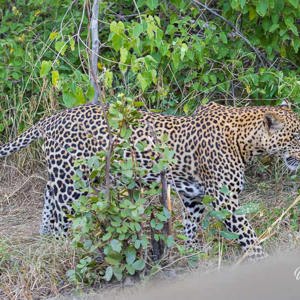 2024-05-01 - Alle drukte werd de luipaard toch teveel<br/>Kwai Lediba Camp - Kwai (Okavango Delta) - Botswana<br/>Canon EOS R6m2 - 124 mm - f/7.1, 1/250 sec, ISO 6400