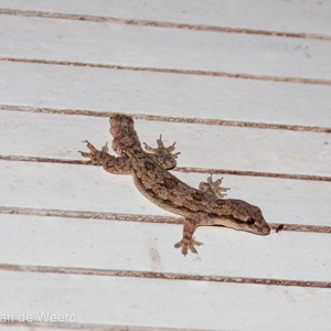 2009-08-19 - Gekko tegen de muur aan<br/>Sukau Rainforest Lodge - Sukua - Maleisië<br/>Canon EOS 50D - 96 mm - f/4.0, 1/60 sec, ISO 200