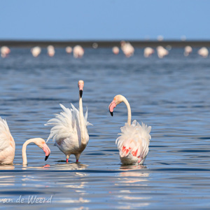2007-08-13 - Duizenden flamingos bij Walvis Bay<br/>Baai - Walvis Bay - Namibie<br/>Canon EOS 30D - 400 mm - f/8.0, 1/800 sec, ISO 200