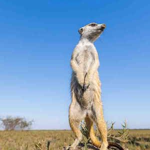 2024-05-04 - Met de groothoeklens van zeer dichtbij<br/>Makgadikgadi NP - Gweta - Botswana<br/>Canon EOS R5 - 24 mm - f/7.1, 1/200 sec, ISO 100