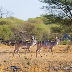 2024-05-06 - Kudu vrouwtjes<br/>Deception Valley Lodge - Central Kalahari Game Reserve - Botswana<br/>Canon EOS R6m2 - 400 mm - f/6.3, 1/500 sec, ISO 500