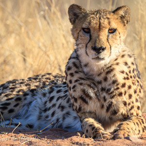 2007-08-23 - Cheetah<br/>Okonjima Lodge / Africat Foundat - Otjiwarongo - Namibie<br/>Canon EOS 30D - 360 mm - f/8.0, 1/400 sec, ISO 200