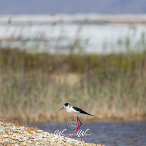 2023-04-21 - Steltkluut<br/>Punta Entinas-Sabinar - San Augustin - Spanje<br/>Canon EOS R5 - 400 mm - f/5.6, 1/1000 sec, ISO 400