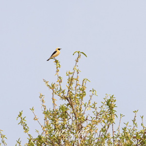 2023-04-28 - Blonde tapuit<br/>Ruta del desierto de Gorafe - Gorafe - Spanje<br/>Canon EOS R5 - 400 mm - f/5.6, 1/5000 sec, ISO 800