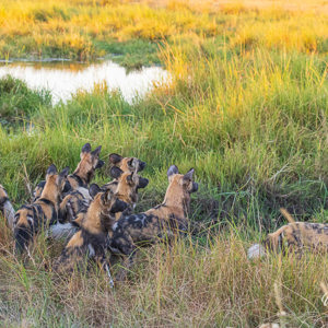 2024-05-01 - Wat zou deze troep wilde honden toch zien?<br/>Kwai Lediba Camp - Kwai (Okavango Delta) - Botswana<br/>Canon EOS R6m2 - 100 mm - f/6.3, 1/500 sec, ISO 6400