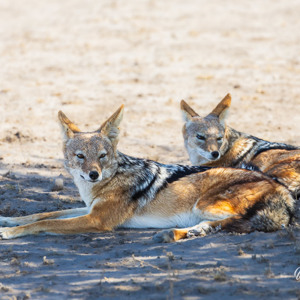 2024-05-06 - Twee zadeljakhalsen, lekker in de schaduw<br/>Deception Valley Lodge - Central Kalahari Game Reserve - Botswana<br/>Canon EOS R6m2 - 400 mm - f/7.1, 1/500 sec, ISO 800