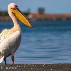 2007-08-13 - Pelikaan<br/>Baai - Walvis Bay - Namibie<br/>Canon EOS 30D - 400 mm - f/5.6, 1/2500 sec, ISO 200