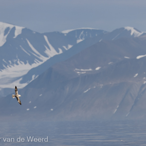 2022-07-15 - Noordse stormvogel voor het landschap<br/>Spitsbergen<br/>Canon EOS R5 - 400 mm - f/8.0, 1/640 sec, ISO 200