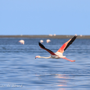2007-08-13 - Amerikaanse flamingo<br/>Baai - Walvis Bay - Namibie<br/>Canon EOS 30D - 400 mm - f/8.0, 1/640 sec, ISO 200