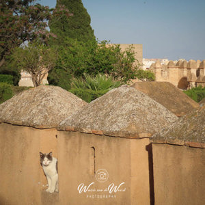 2023-04-21 - Poes tussen de kantelen<br/>Alcazaba de Almería - Almería - Spanje<br/>Canon PowerShot SX70 HS - 19.5 mm - f/5.6, 1/1000 sec, ISO 100