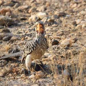 2007-08-05 - Geelsnavelneushoornvogel (Southern Yellowbilled Hornbill)<br/>Daan Viljoen NP - Windhoek - Namibie<br/>Canon EOS 30D - 400 mm - f/8.0, 1/400 sec, ISO 200