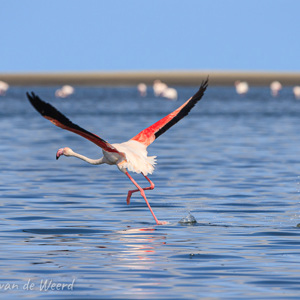 2007-08-13 - Startende flamingo<br/>Baai - Walvis Bay - Namibie<br/>Canon EOS 30D - 400 mm - f/8.0, 1/640 sec, ISO 200