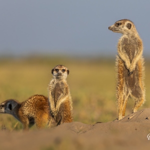 2024-05-04 - Op een zandheuveltje sta je toch net even hoger, met beter uitzi<br/>Makgadikgadi NP - Gweta - Botswana<br/>Canon EOS R6m2 - 400 mm - f/7.1, 1/400 sec, ISO 200
