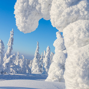 2011-02-13 - Zwaar van de sneeuw<br/>Iso Syöte - Finland<br/>Canon EOS 7D - 24 mm - f/11.0, 0.01 sec, ISO 100