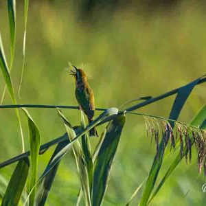 2024-04-29 - Bijeneter met prooi<br/>Kala Camp - Okavango Delta - Botswana<br/>Canon EOS R6m2 - 400 mm - f/7.1, 1/500 sec, ISO 1000