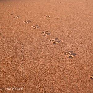 2007-08-11 - Dierensporen op de duinen<br/>Sossusvlei - Duin 45 - Sesriem - Namibie<br/>Canon EOS 30D - 28 mm - f/5.6, 1/125 sec, ISO 200