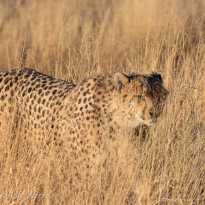 2007-08-23 - Cheetah<br/>Okonjima Lodge / Africat Foundat - Otjiwarongo - Namibie<br/>Canon EOS 30D - 330 mm - f/8.0, 1/640 sec, ISO 200