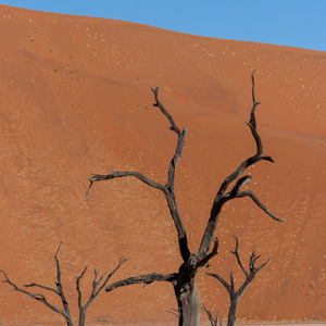 2007-08-11 - De beroemde, grillige dode bomen<br/>Sossusvlei - Deadvlei - Sesriem - Namibie<br/>Canon EOS 30D - 120 mm - f/6.3, 1/1000 sec, ISO 200