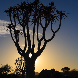 2007-08-06 - Kokerboom bij zonsondergang<br/>Kokerboomwoud - Keetmanshoop - Namibie<br/>Canon EOS 30D - 35 mm - f/8.0, 1/800 sec, ISO 200