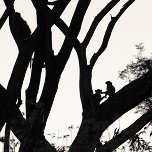 2024-05-03 - Aapjes in silhouet<br/>Moremi Game Reserve - Shorobe (Okavango Delta) - Botswana<br/>Canon EOS R6m2 - 400 mm - f/5.6, 1/1250 sec, ISO 800