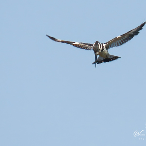 2024-05-02 - Bonte ijsvogel<br/>Moremi Game Reserve - Kwai (Okavango Delta) - Botswana<br/>Canon PowerShot SX70 HS -  - , , ISO 100