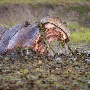 2024-04-28 - Imposante bek van een nijlpaard<br/>Chobe NP - Muchenje - Botswana<br/>Canon EOS R6m2 - 371 mm - f/7.1, 1/500 sec, ISO 1250