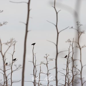 2023-04-22 - Vogels op de Agave stengels<br/>Wandeling bij Centro de visitant - Retamar - Cabo de Gata - Spanje<br/>Canon EOS R5 - 400 mm - f/5.6, 1/1600 sec, ISO 400