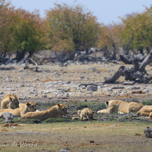 2007-08-19 - Familie leeuw doet een tukkie<br/>Etosha NP - Namibie<br/>Canon EOS 30D - 400 mm - f/8.0, 1/500 sec, ISO 200