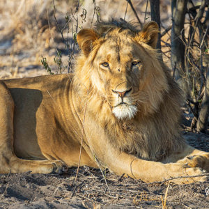 2024-05-07 - Lekker loom in het zonnetje<br/>Deception Valley Lodge - Central Kalahari Game Reserve - Botswana<br/>Canon EOS R6m2 - 400 mm - f/6.3, 1/400 sec, ISO 800