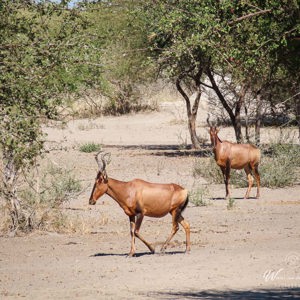 2024-05-06 - Rood hartebeest<br/>Deception Valley Lodge - Central Kalahari Game Reserve - Botswana<br/>Canon PowerShot SX70 HS -  - , , ISO 100